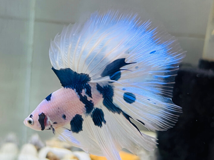 Betta Marble Halfmoon