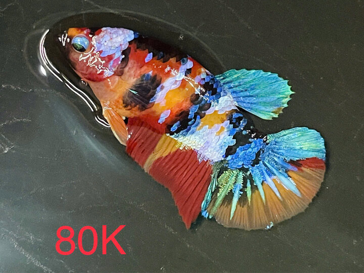 Mái nemo glx -80k