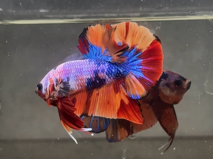 Nemo candy