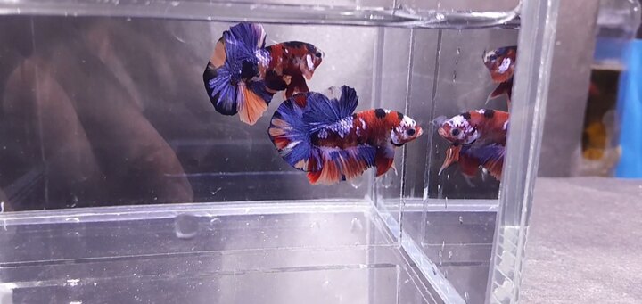 NEMO