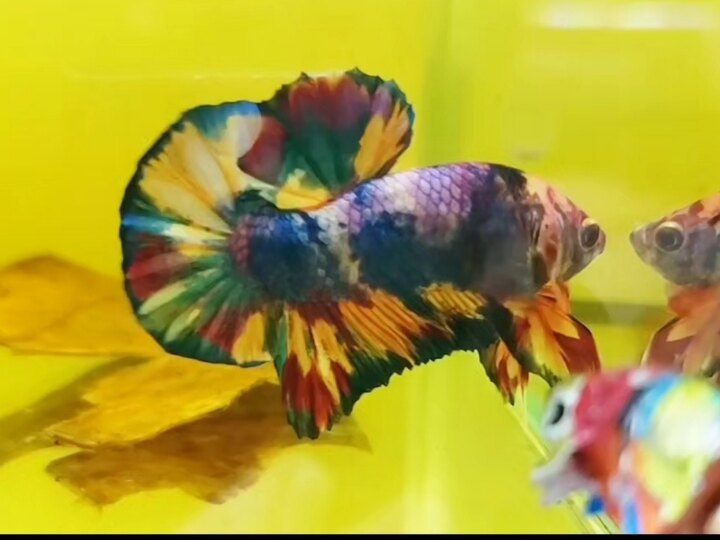 Koi Multicolor  - 0909.113.095 zalo