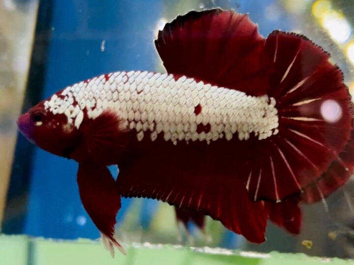 70K RED SAMURAI