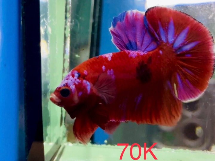 70K NEMO GLX RED BASE