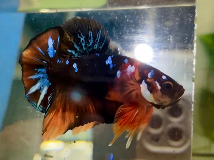 60K BLACK NEMO GLX