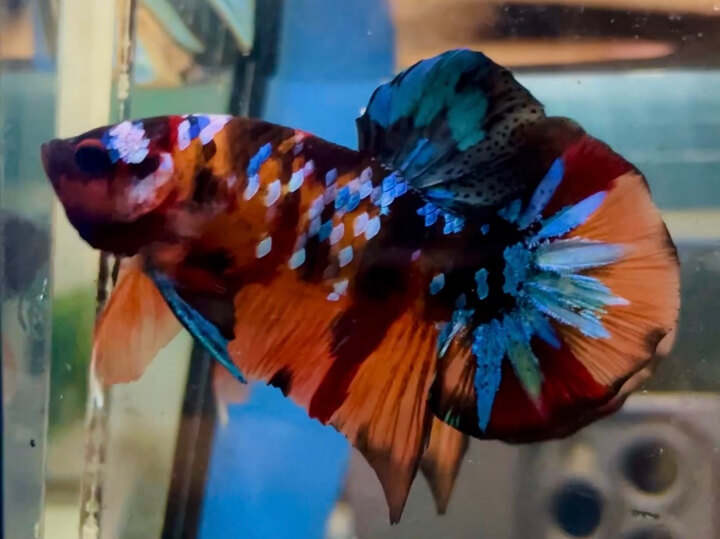 70K NEMO GALAXY