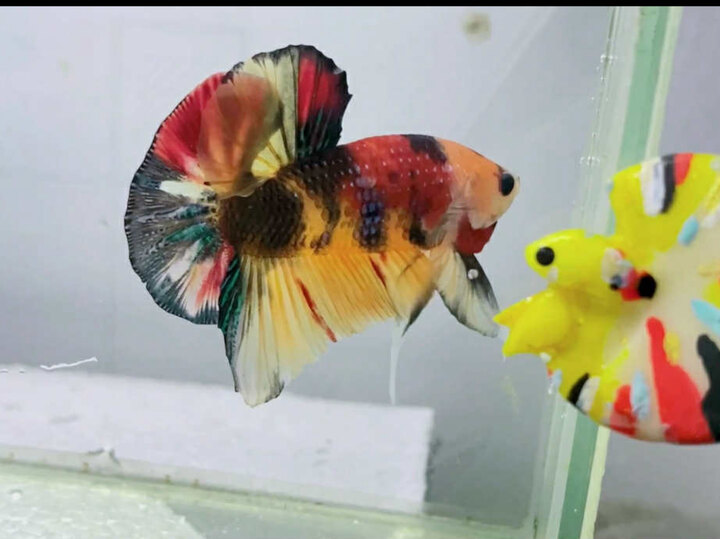 Nemo Yellow Black Beas Metalic