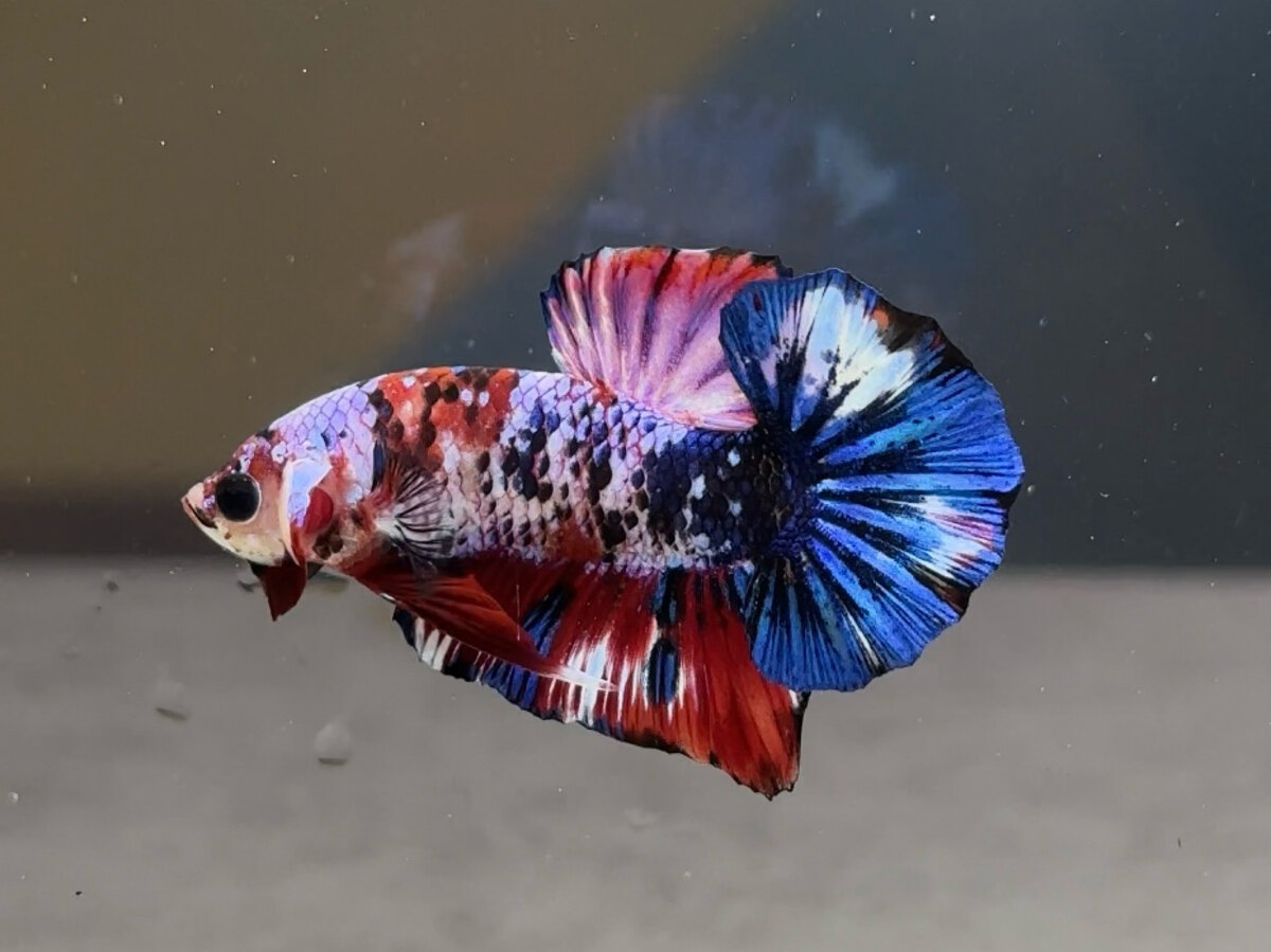 Koi red galaxy