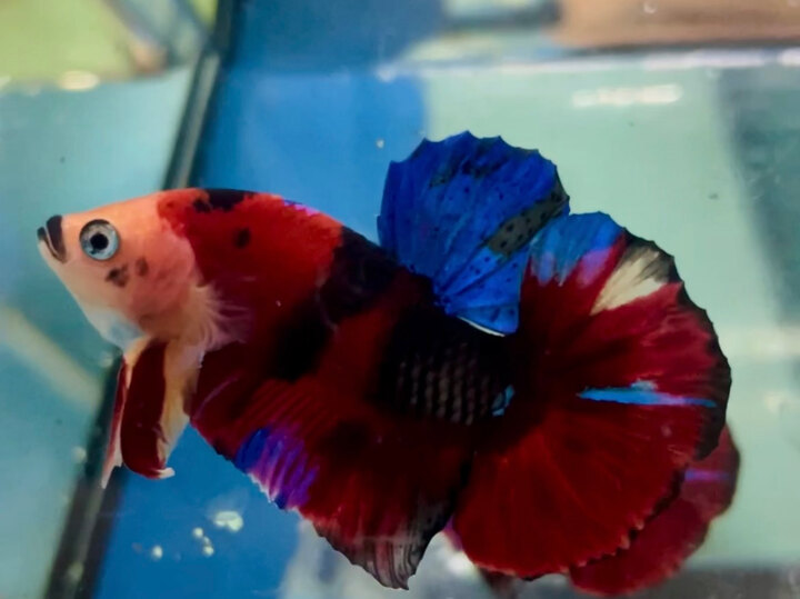 60K NEMO MULTI MẢNG