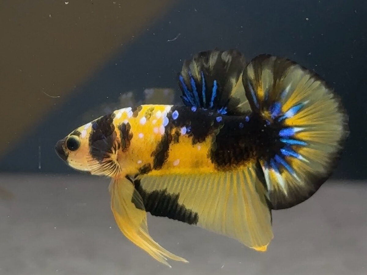 Koi tiger