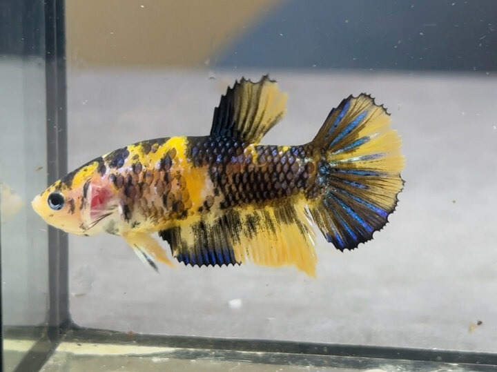 Koi tiger female