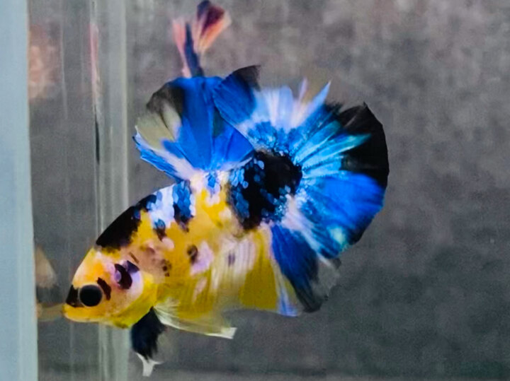Trống Black yellow