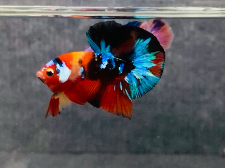 Black nemo
