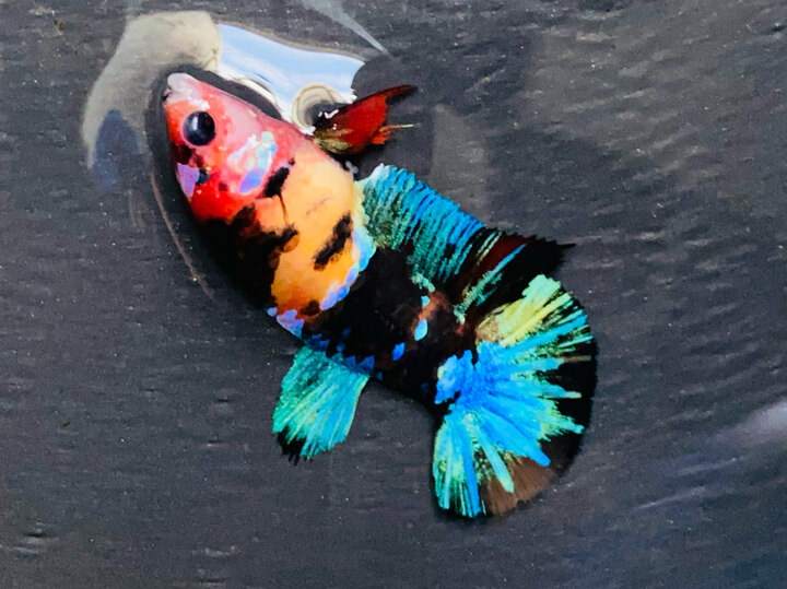Mái balck nemo
