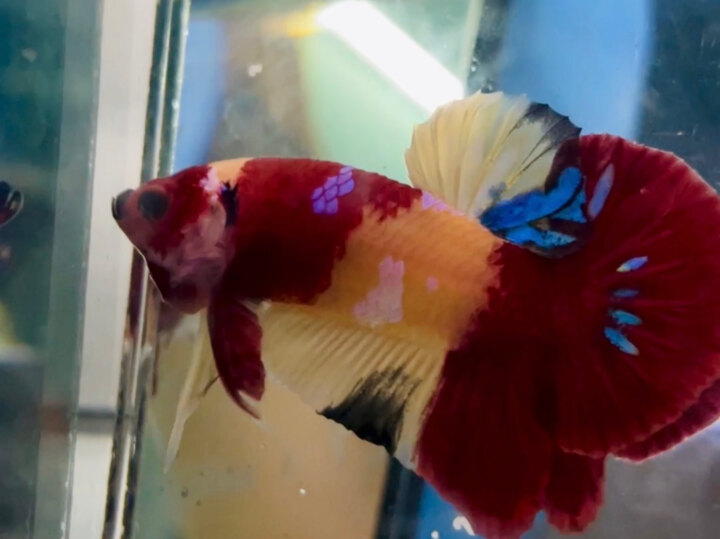 70K NEMO BASE ĐỎ VÀNG