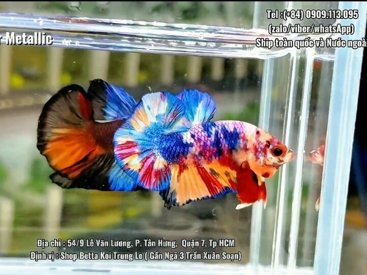 Koi Multicolor VIP - Q7 HCM