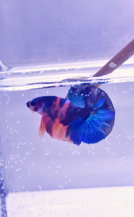 Nemo galaxy