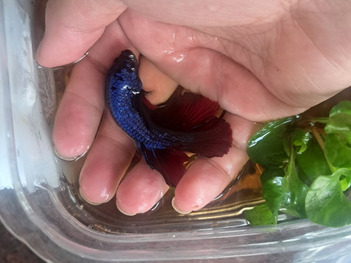 Betta giant black red