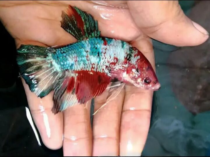 Betta giant