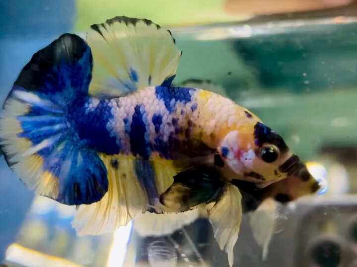 70K KOI YELLOW GLX MÀU TƯƠI