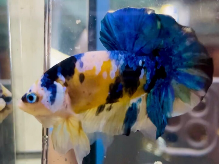70K KOI YELLOW GLX MÀU TƯƠI ĐẬM