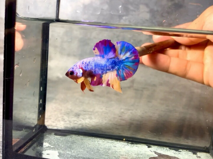 Nemo Candy