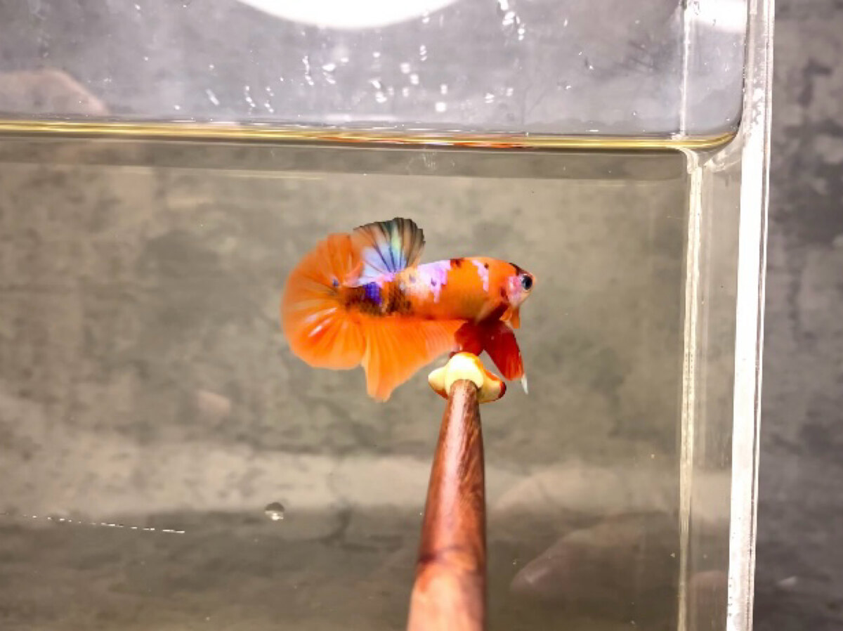 Nemo glx