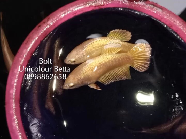Betta đơn sắc Super Gold