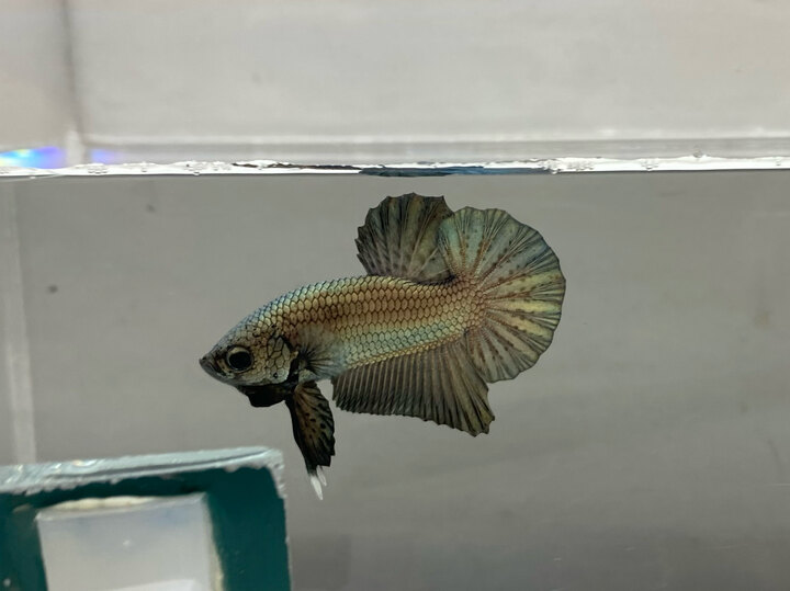 Male Copper Sample (Clip)