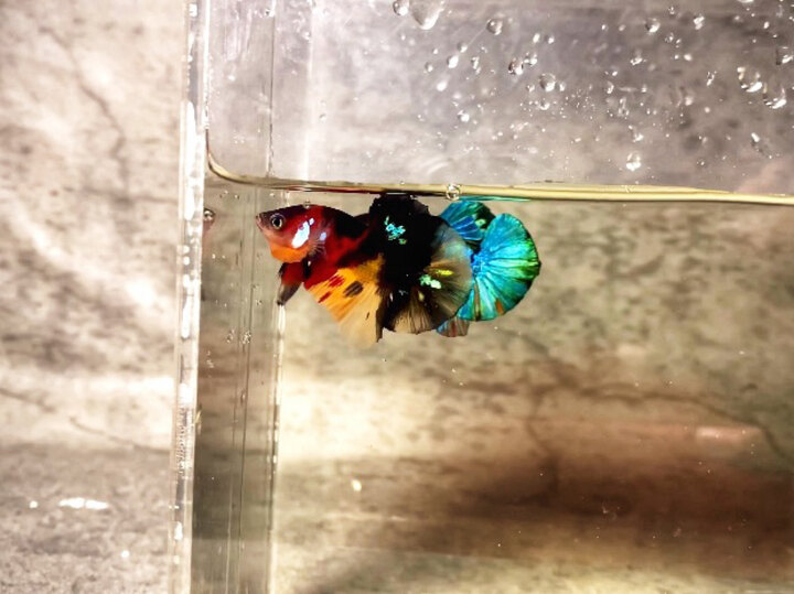 Black nemo