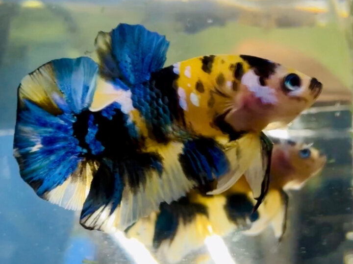 80K KOI YELLOW GLX MÀU TƯƠI ĐẬM LÉT