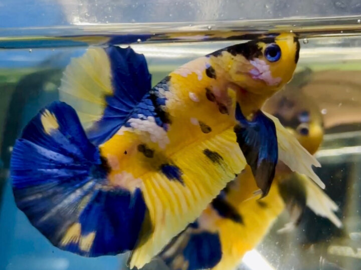 100K SIÊU PHẨM YELLOW GLX