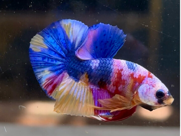 Koi multicolo