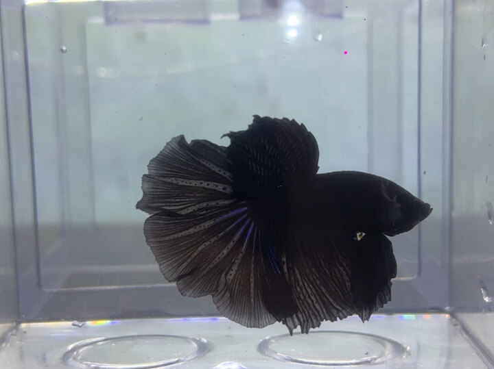 Supper black rosetail