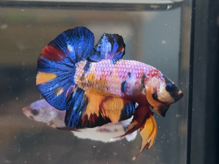 Nemo multicolor