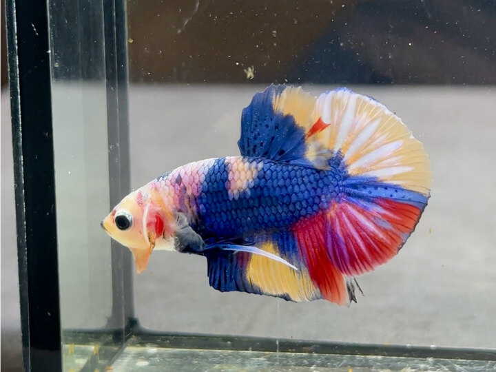 Koi multicolor
