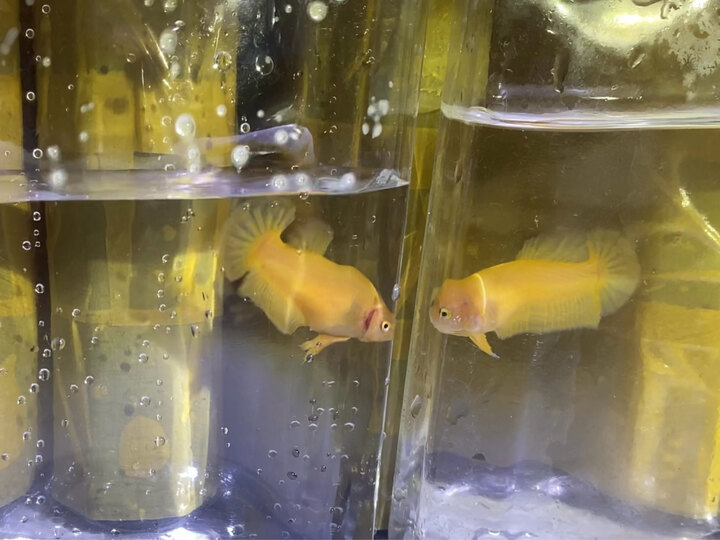 Super Yellow Female - Top Grade