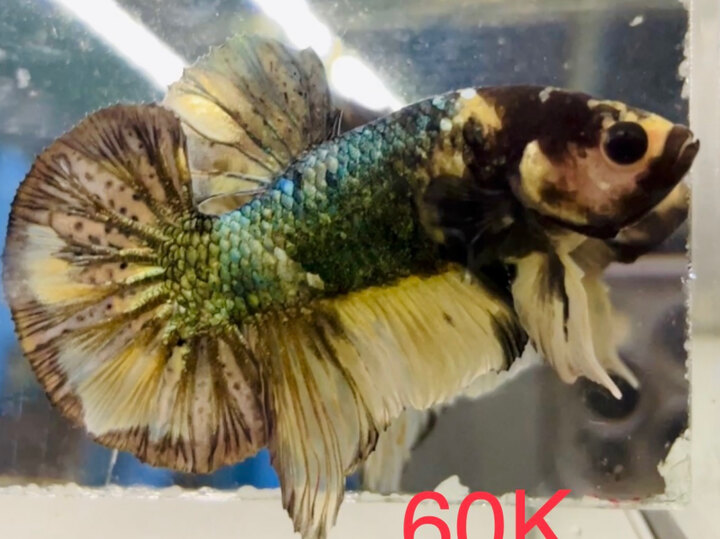60K KOI YELLOW COPPER