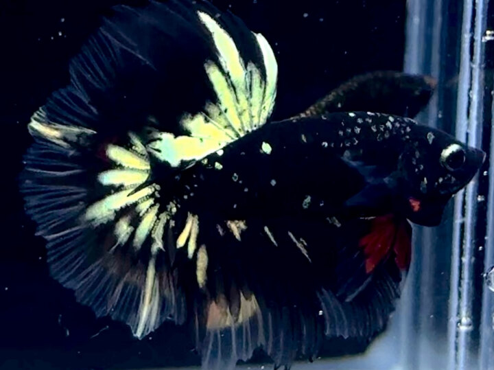 Nebula gold halfmoon