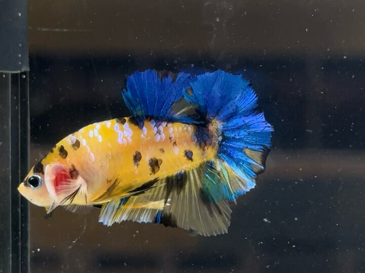 Koi yellow