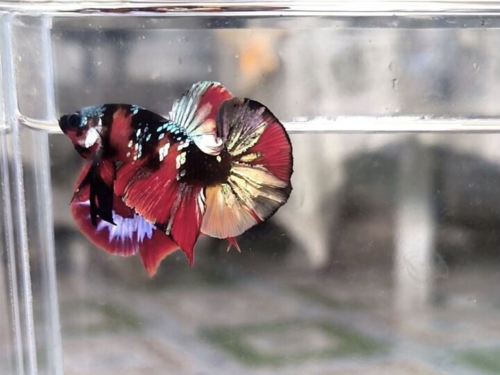 Nemo copper