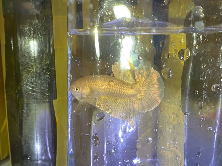 Gold Sample