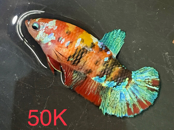 50K MÁI MULTI NỀN VÀNG