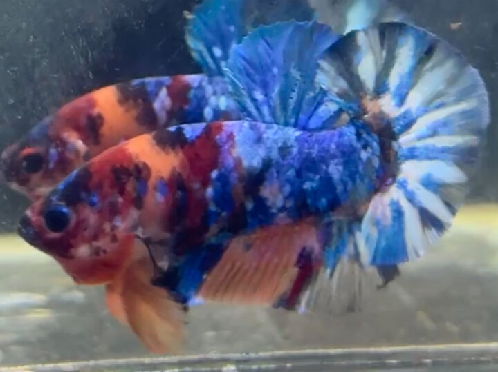 Nemo black candy Muti