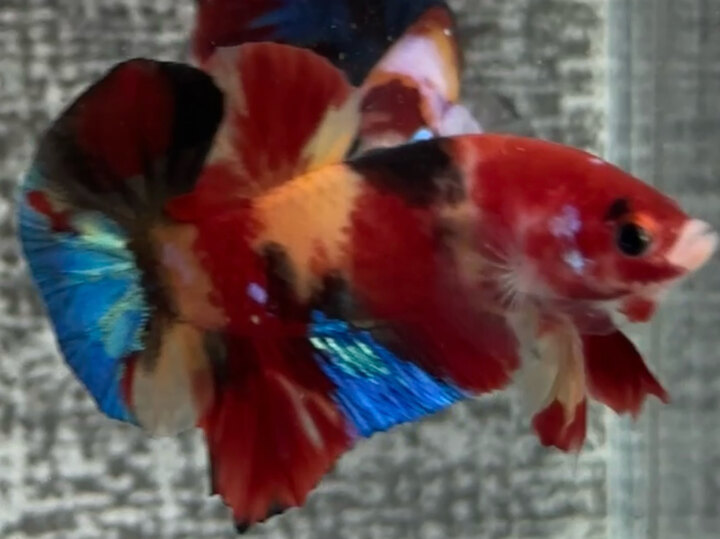 Nemo Muti phân mảng