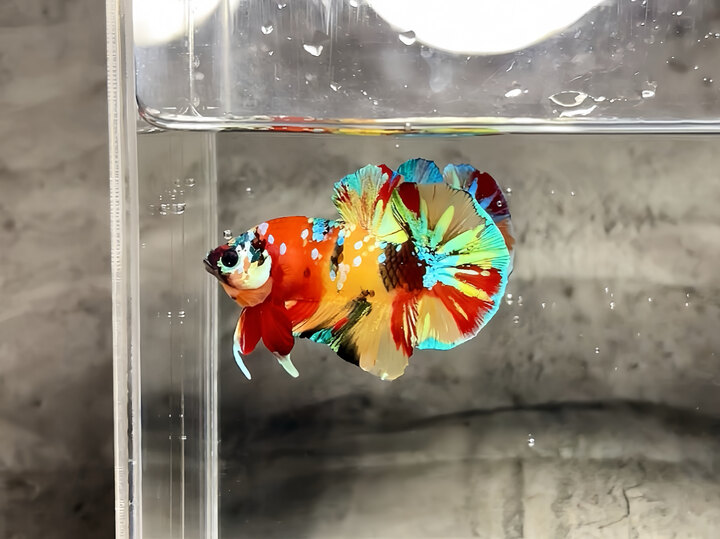 Nemo multicolor