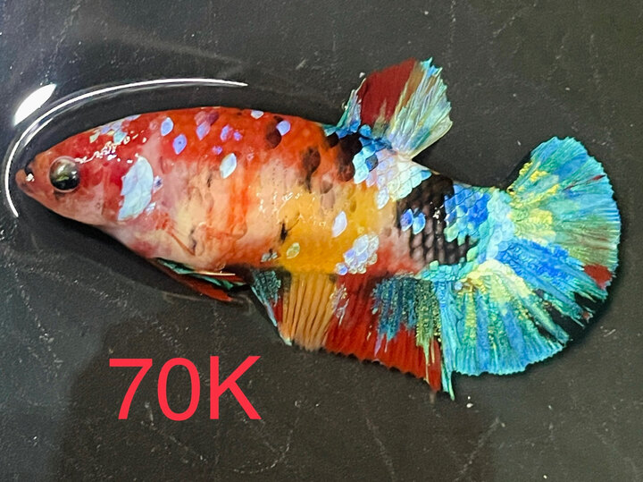 70K MÁI MULTI GLX NỀN VÀNG VIP
