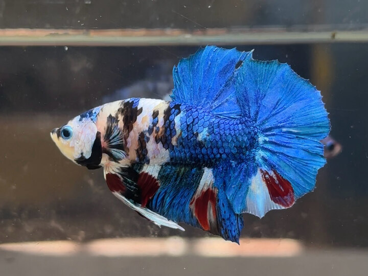 Koi AOC
