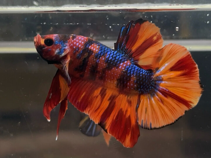Nemo metallic