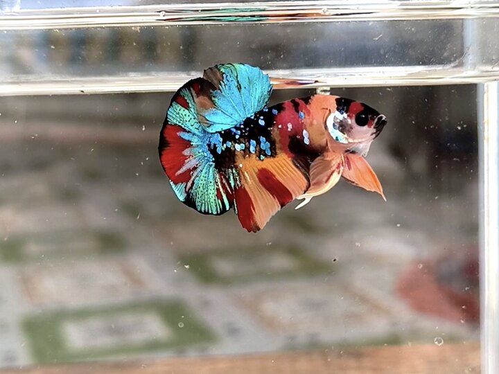 Nemo