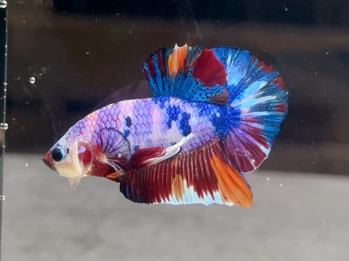 Nemo candy